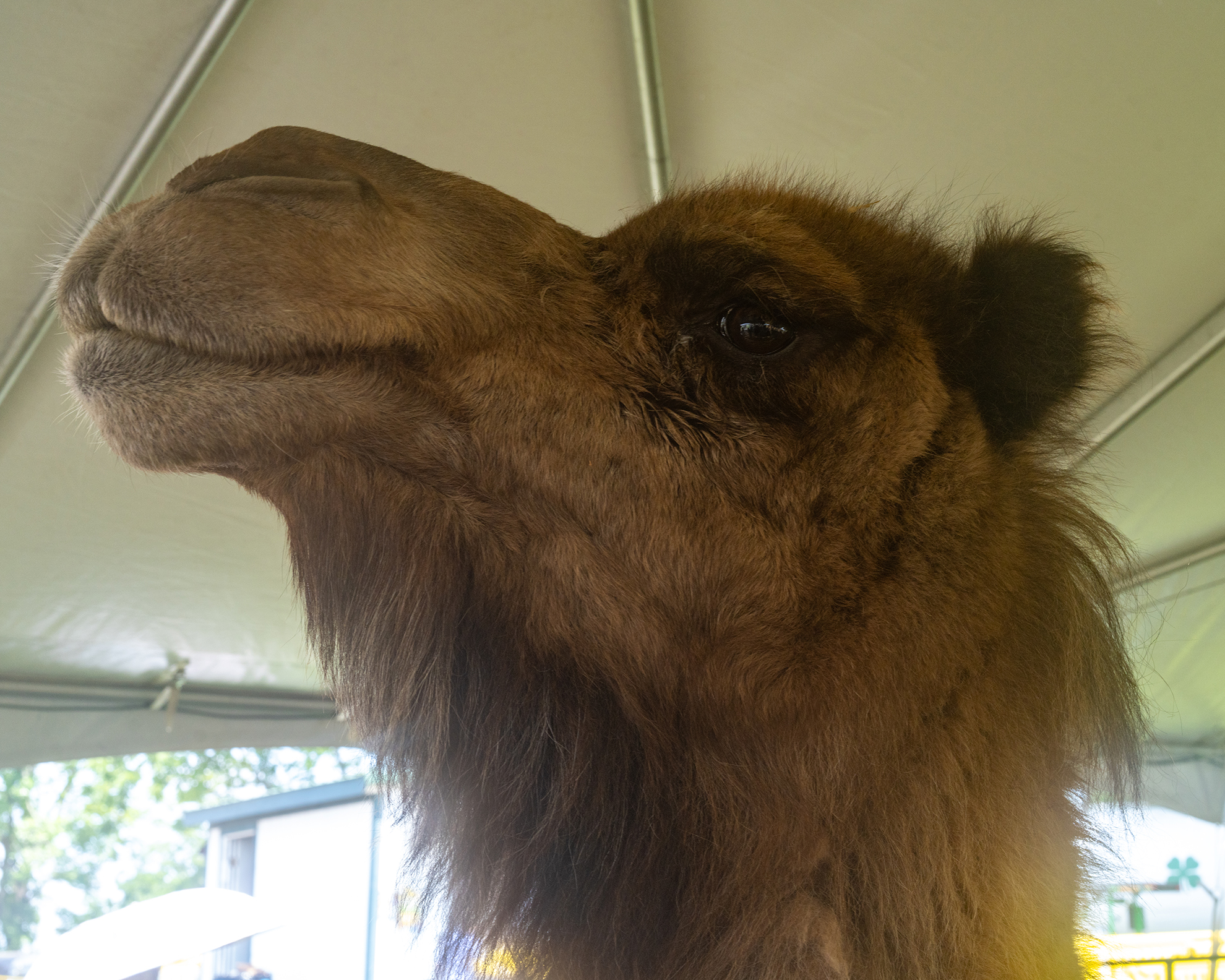 Camel