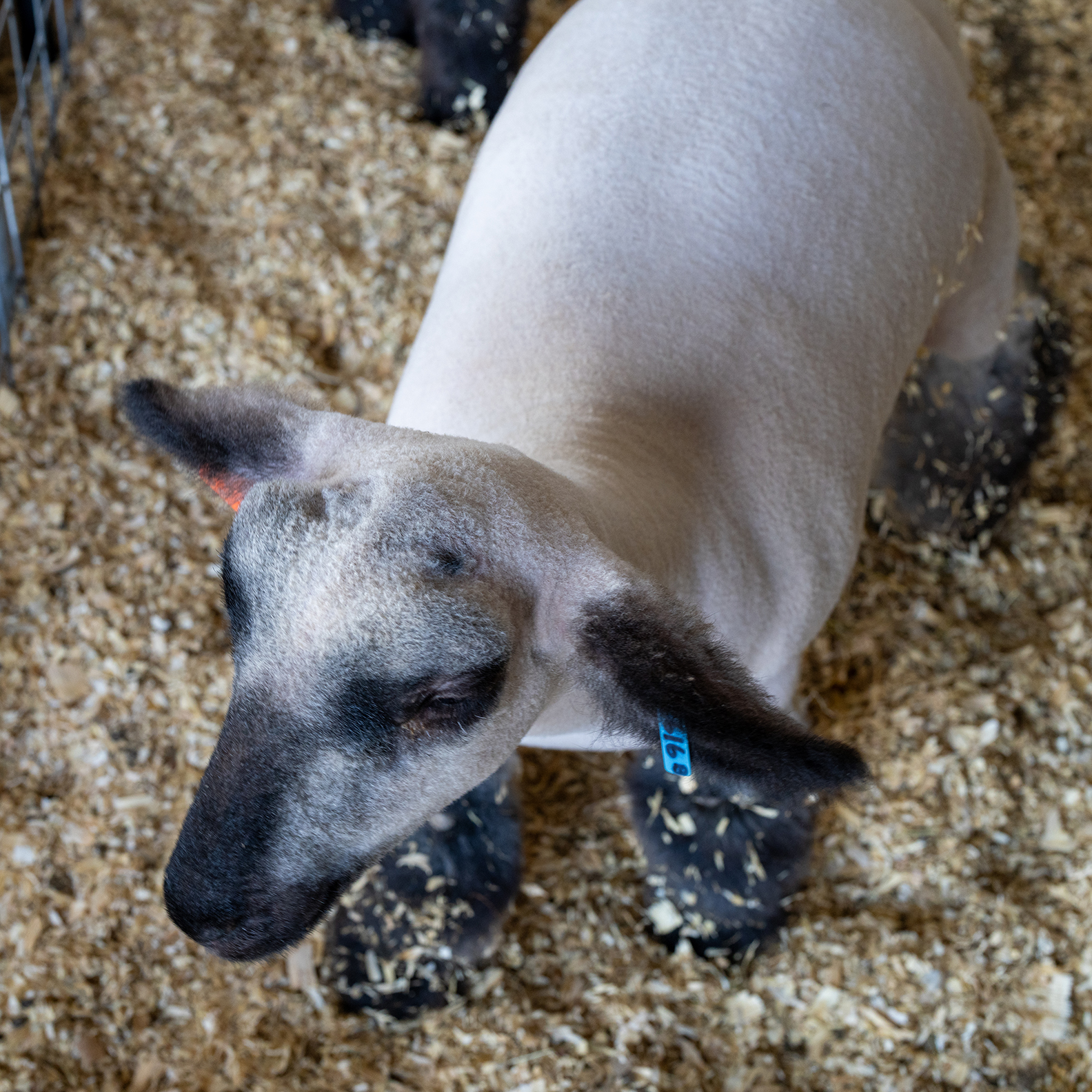 Little Goat