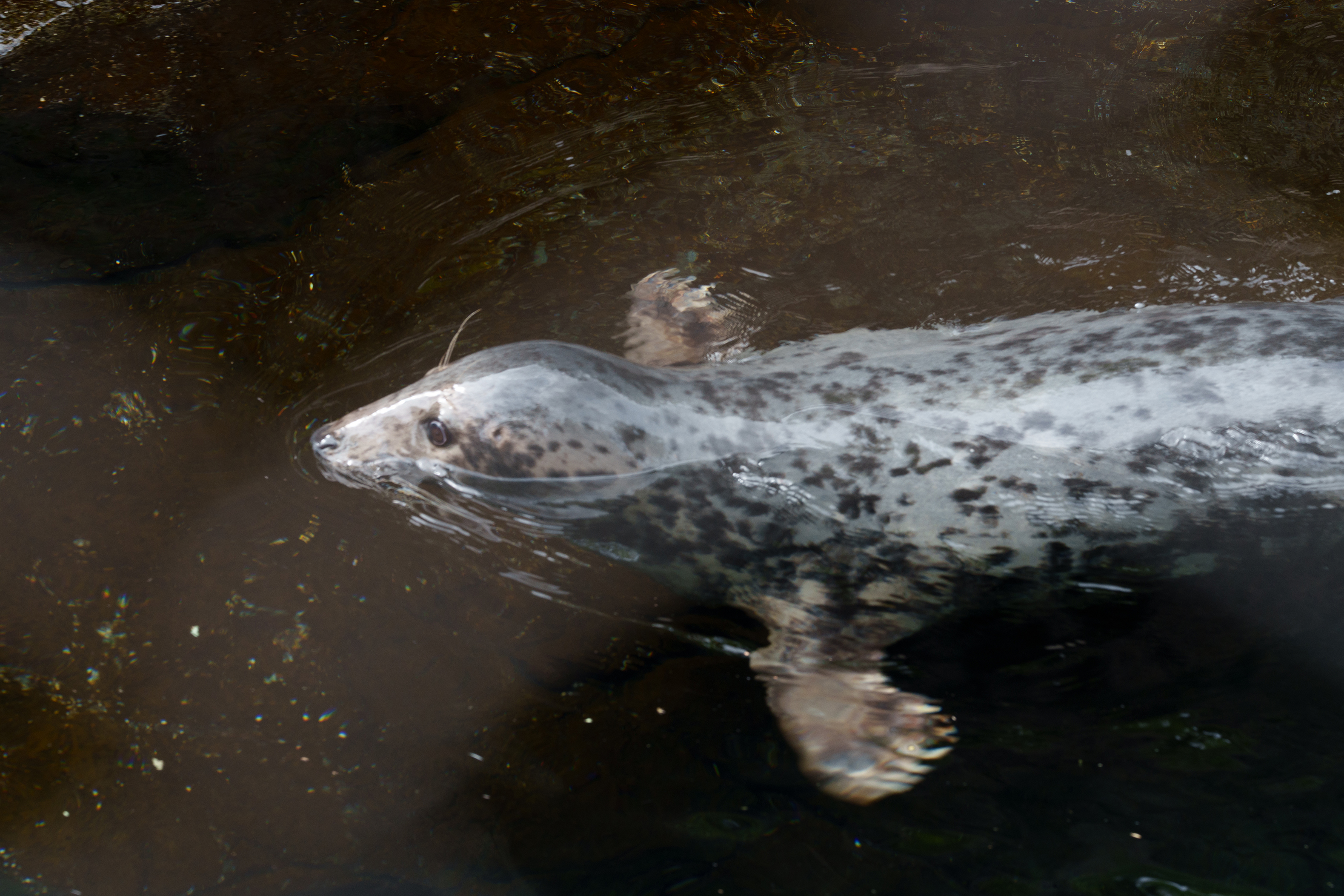 Seal