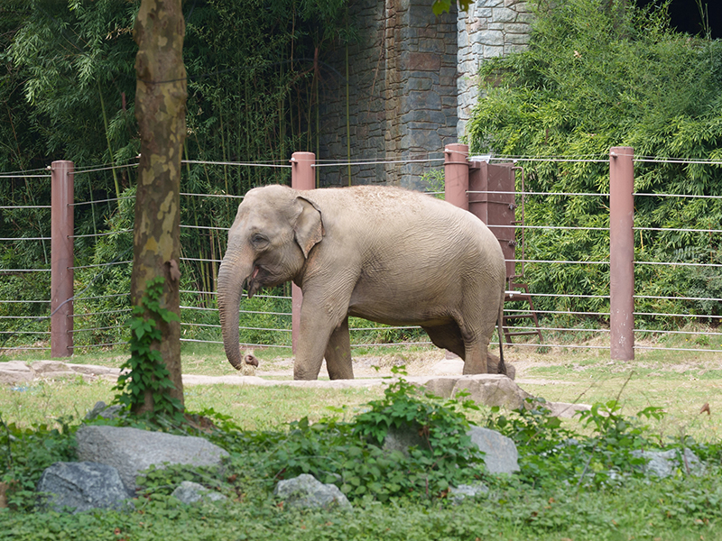 Asian Elephant