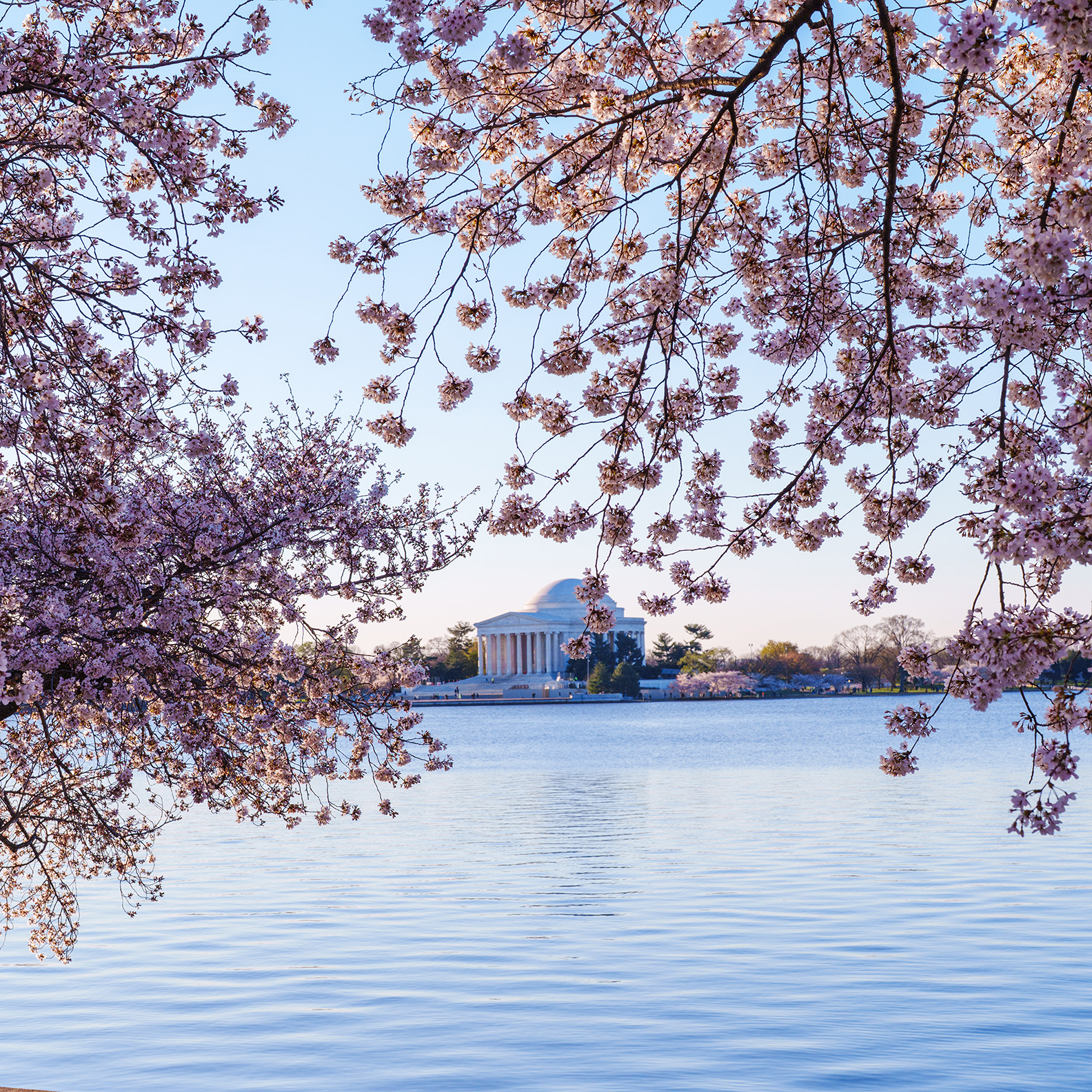 Spring events in Washington DC